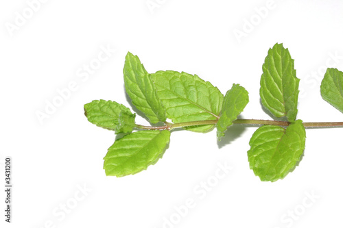 Photo of the isolated mint branch with leaves
