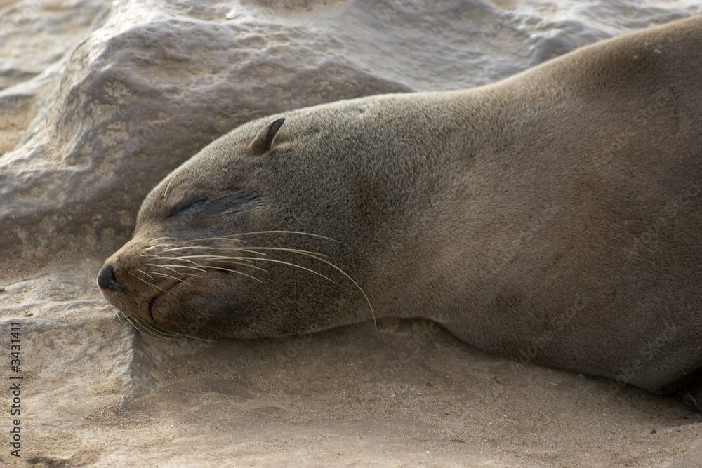 Fototapeta premium otaries au cape cross en namibie