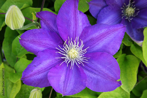 purple clematis