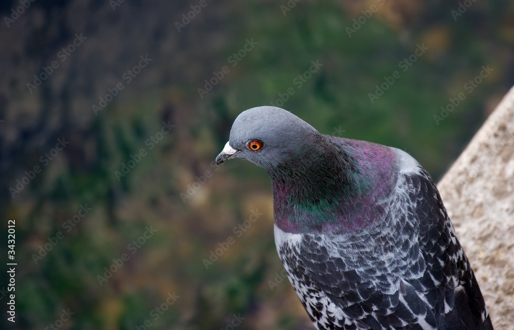 Obraz premium pigeon