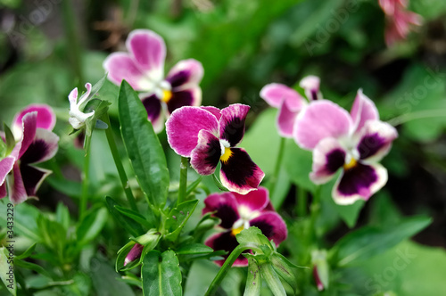 violaceae - viola tricolor subalpina gaud
