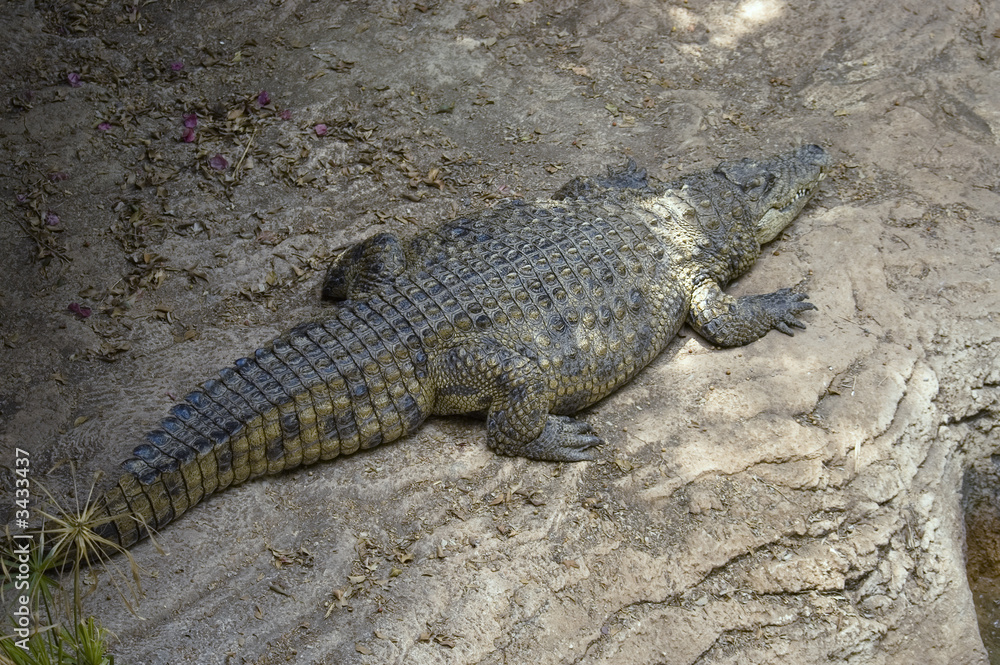 crocodile crocodile