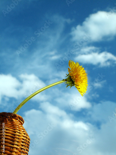 dandelion on the sky