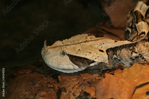 gaboon viper 2 photo