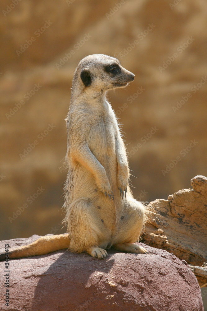 Fototapeta premium prairie dog