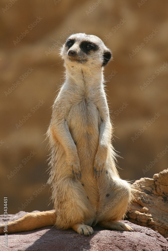 Fototapeta premium prairie dog front