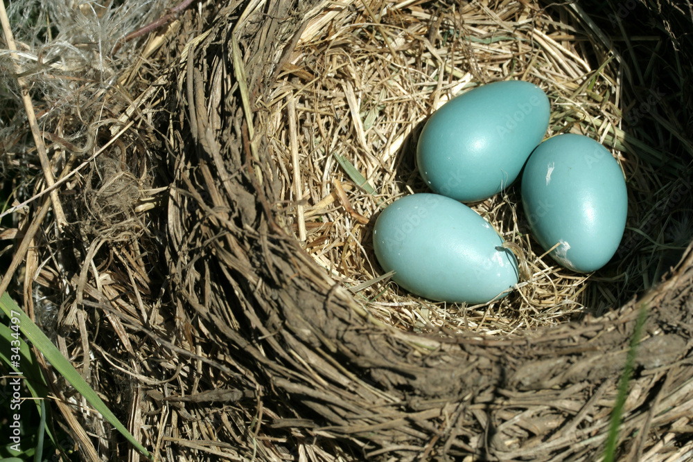 Obraz premium ptasie gniazdo