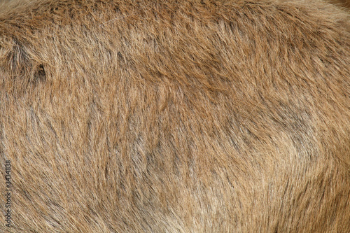 mammal hair