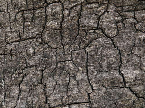 texture of dry tree 4