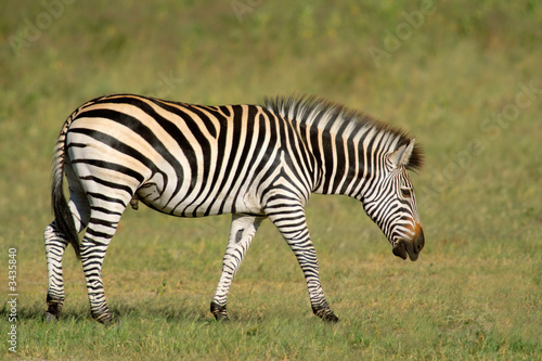 plains zebras