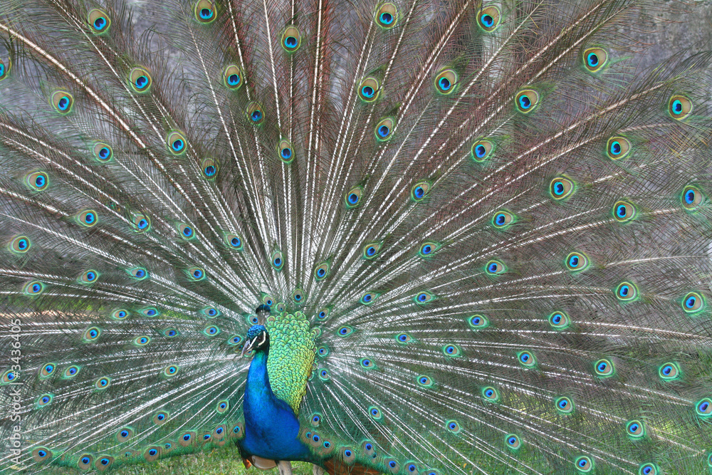 Naklejka premium male peacock