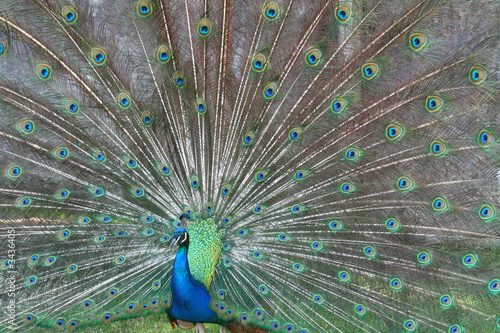 male peacock