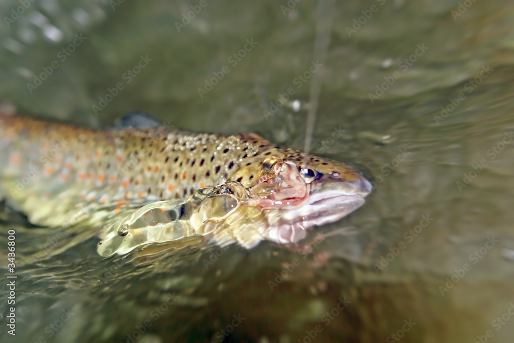 Obraz premium fighting fish