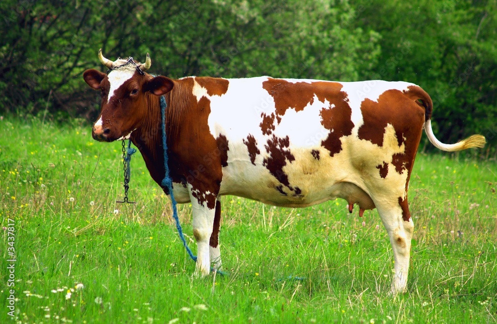 Cow