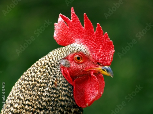 Rooster head photo