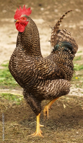 Rooster