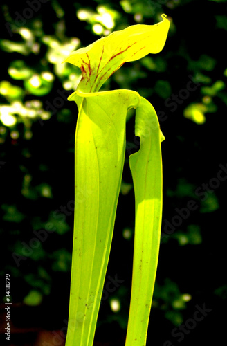 pitcher plant photo