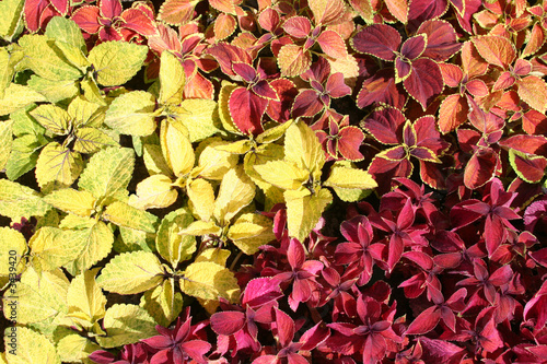 coleus plant