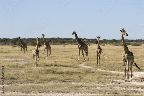 troupeau de girafes