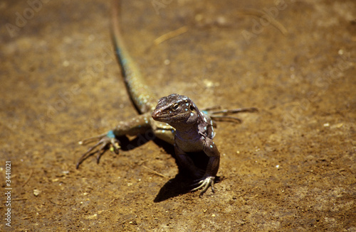 gecko im washington slagbaai nationalpark, bonaire photo