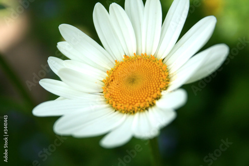 white flower