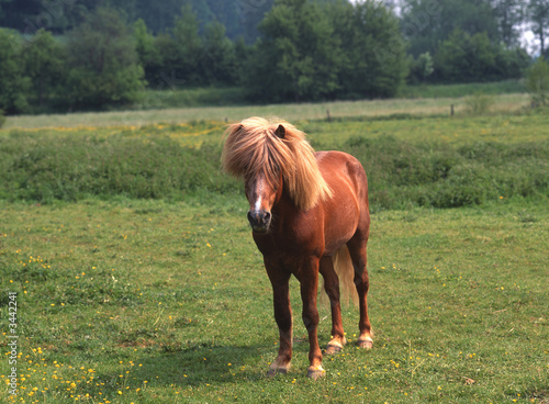 island pferd