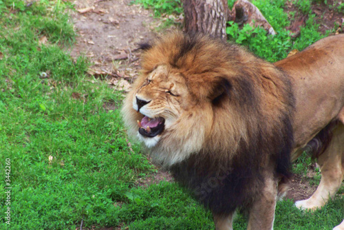 a lion s roar