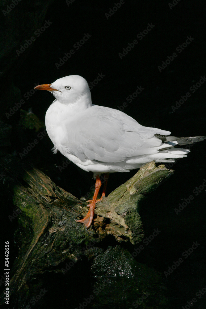 Fototapeta premium seagull