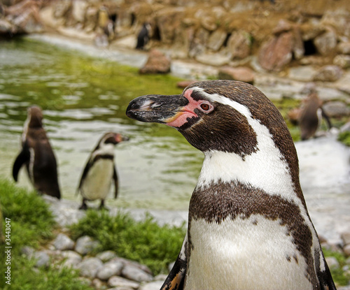 the penguins