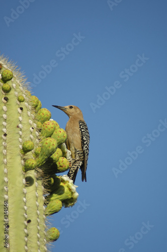 Gila Woodpecker