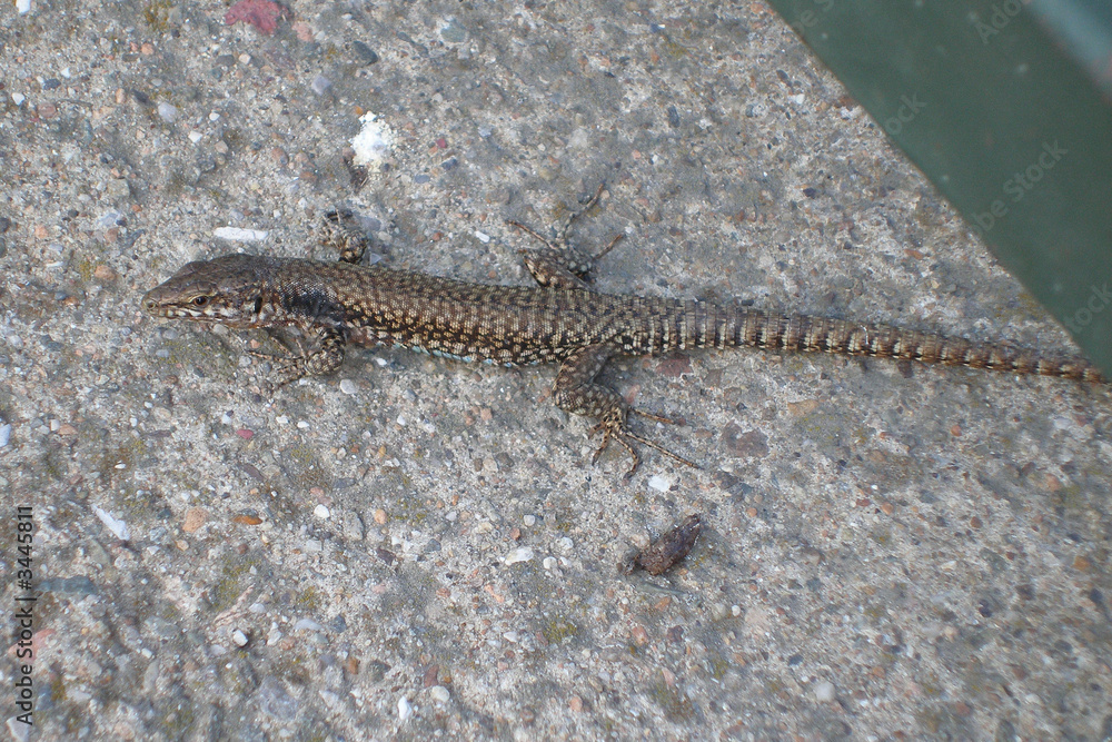 Naklejka premium small reptile