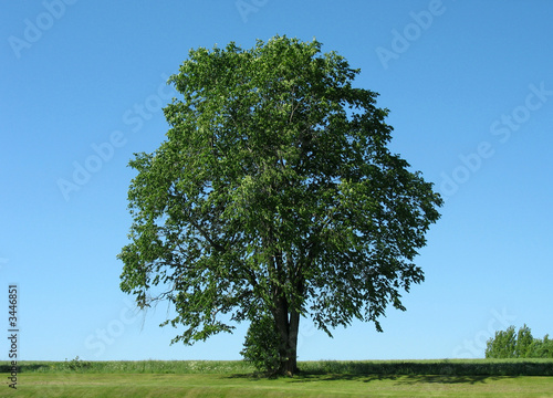 tree 1
