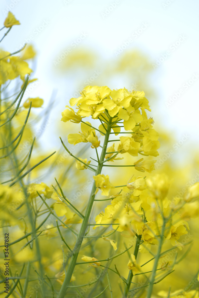 Obraz premium rapsblüte