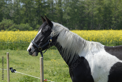 pony