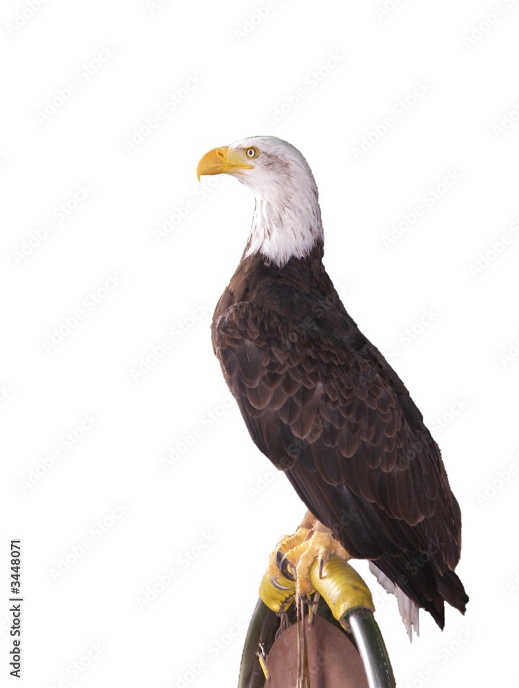 Obraz premium rapace