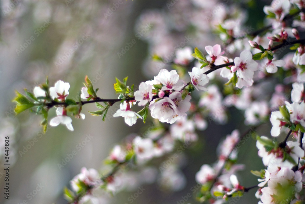 cherry flowers cherry flowers