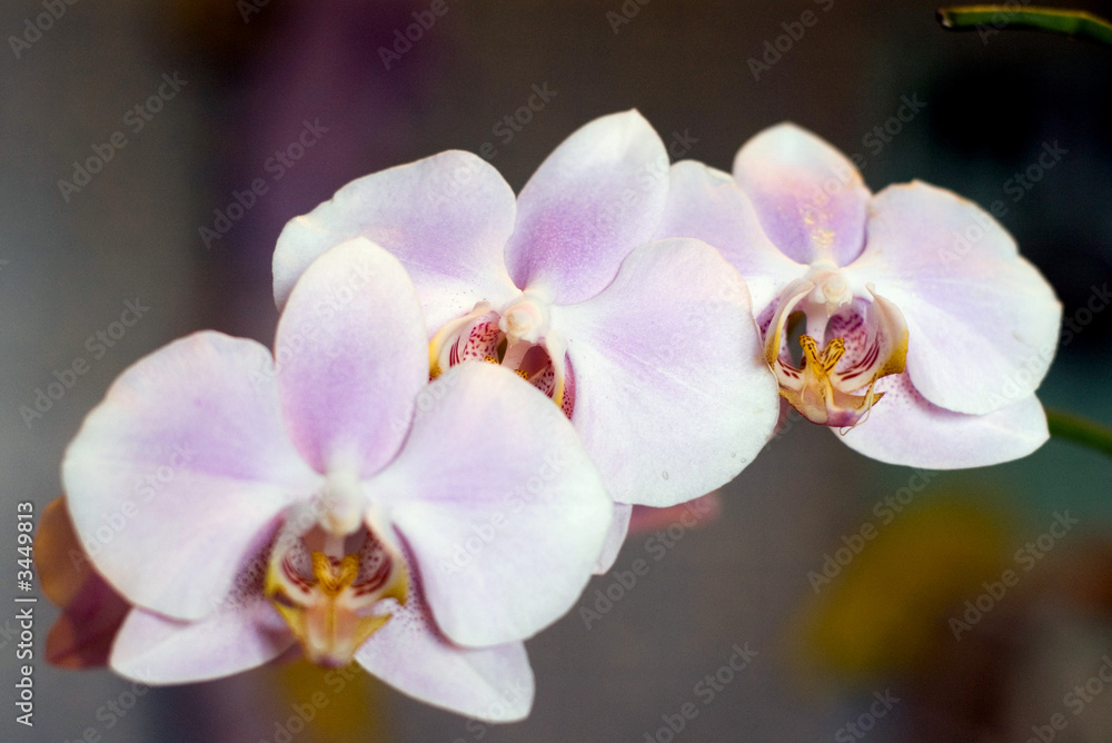 phalaenopsis amabilis