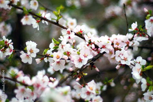 cherry flowers