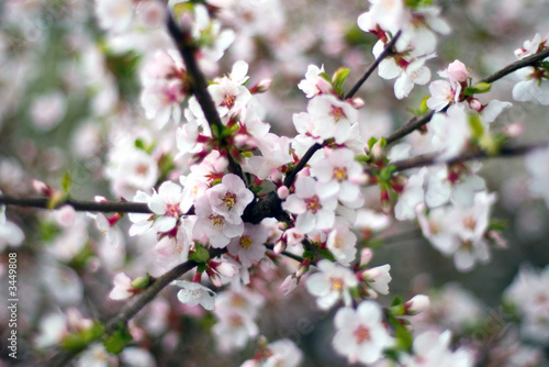 cherry flowers