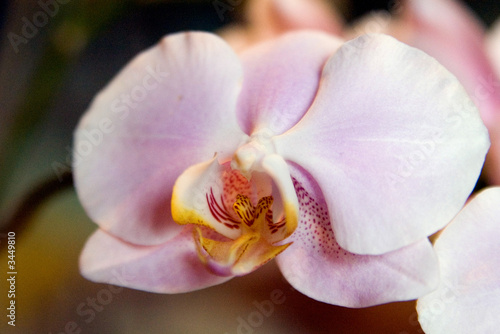 phalaenopsis amabilis