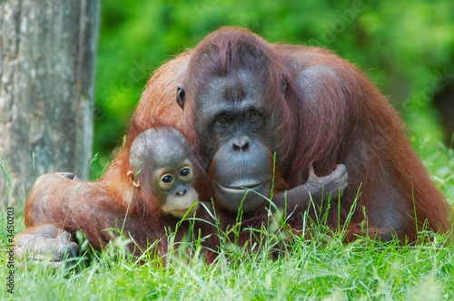 mother orangutan with her baby