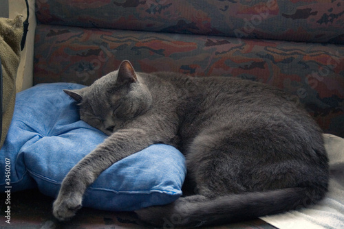sleeping cat