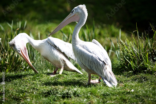 pink backed pelicans