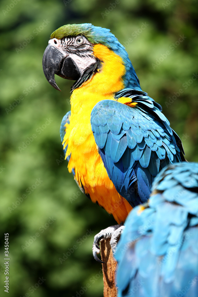 macaw