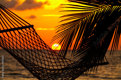 palm, hammock and sunset photo