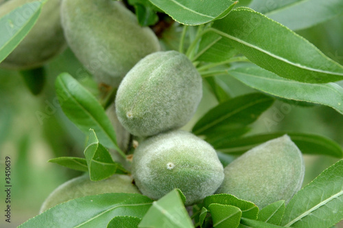 amandes