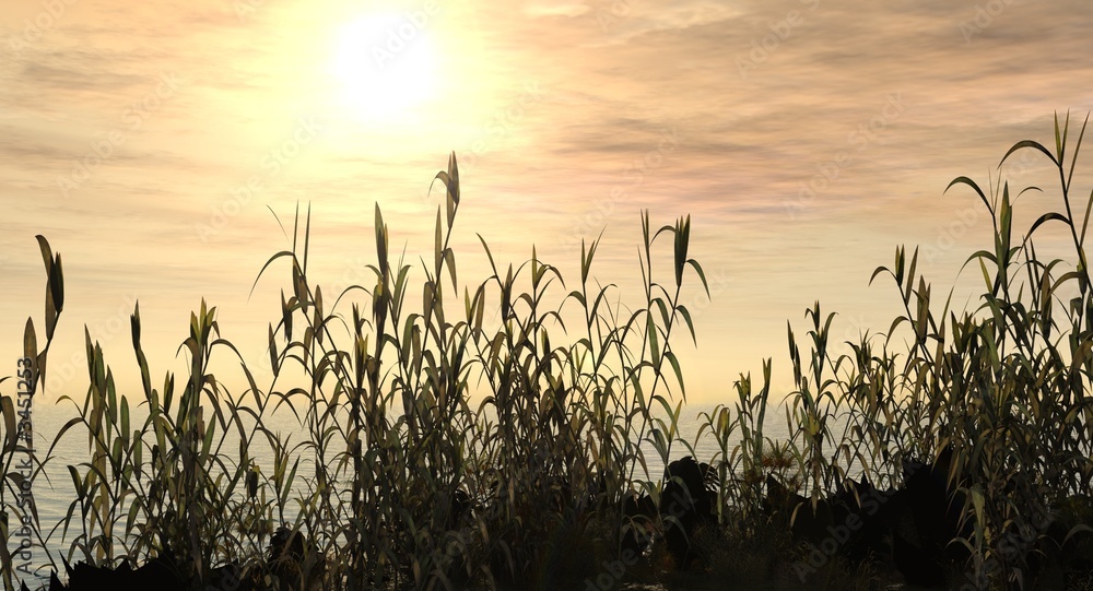 Fototapeta premium water grass