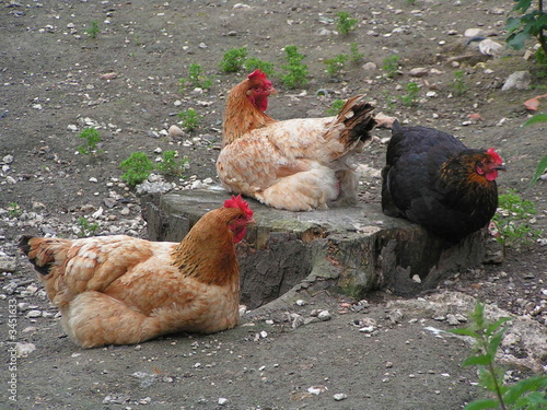 troix  bonnes  poules photo