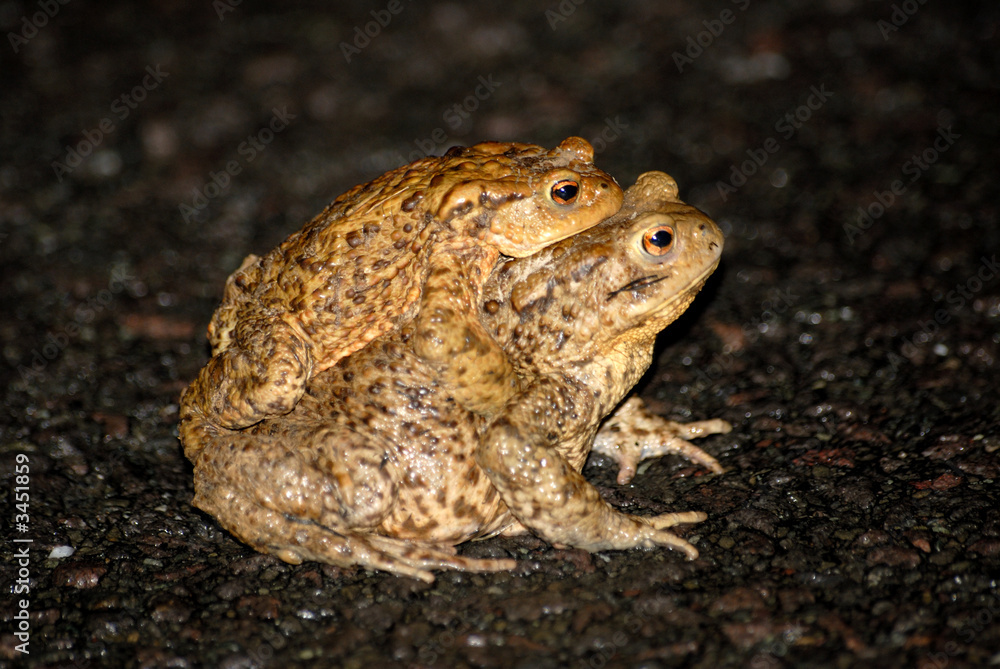 Obraz premium frogs on the way