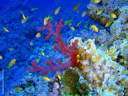 underwater landscape